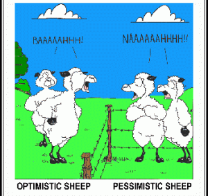 optimistic sheep